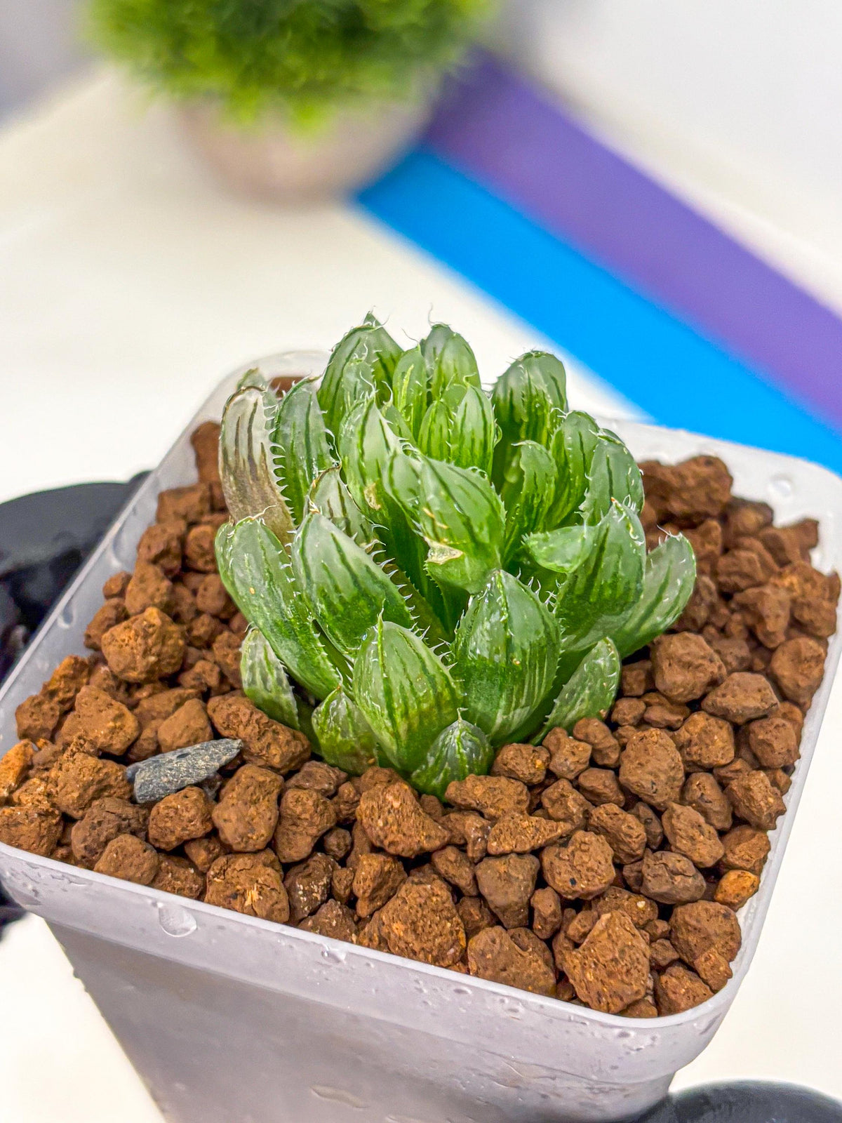 Haworthia Emerald Cloud (wa11) (15) | Easy Care Indoor Plant