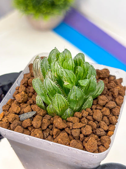Haworthia Emerald Cloud (wa11) (15) | Easy Care Indoor Plant