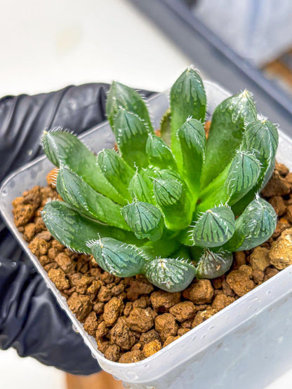 Haworthia Obtusa Hyb (wa11) (16) | Easy Care Indoor Plant