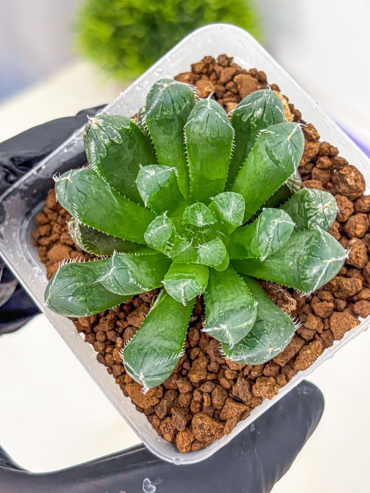 Haworthia Obtusa Hyb (wa11) (16) | Easy Care Indoor Plant