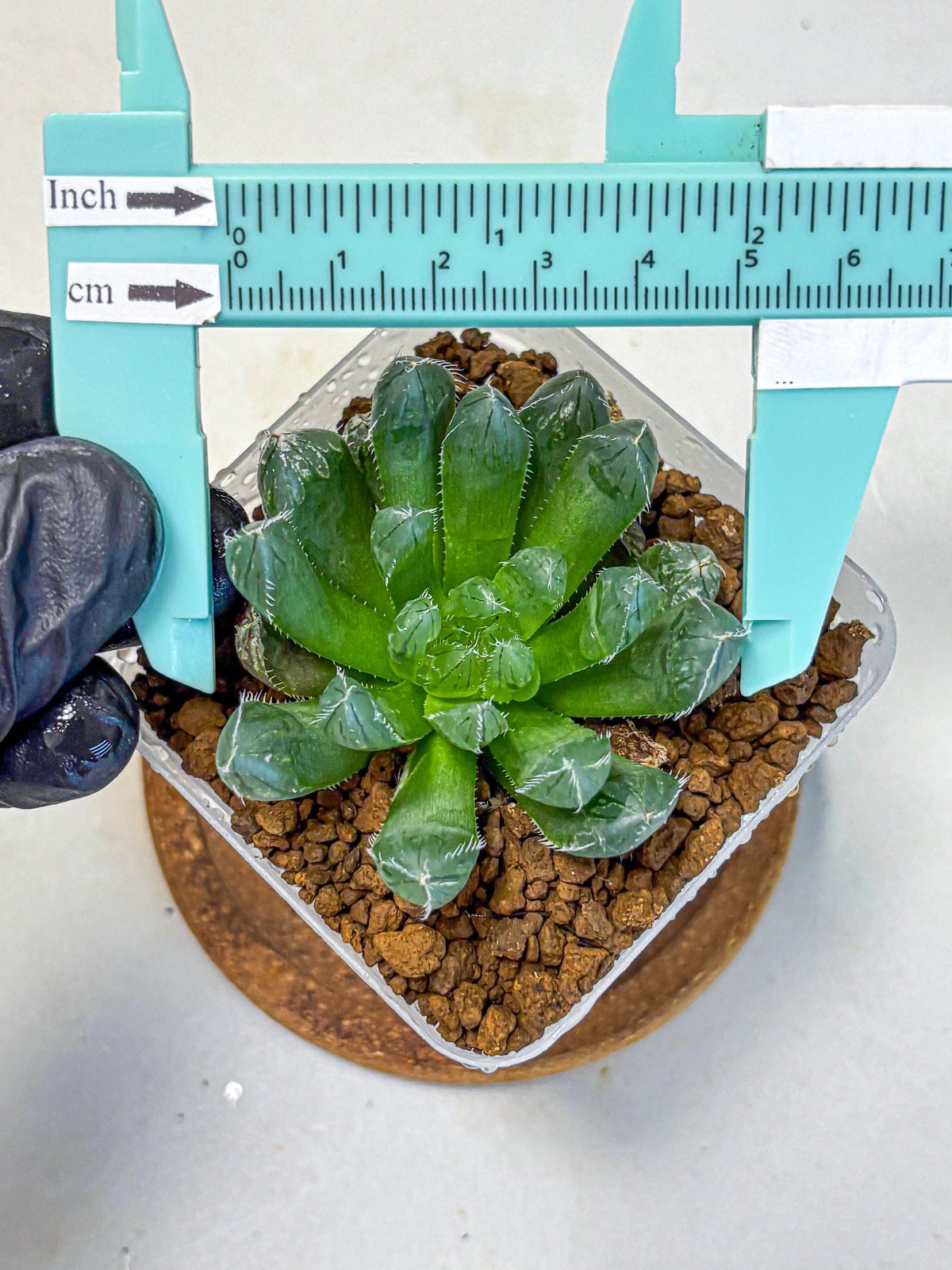 Haworthia Obtusa Hyb (wa11) (16) | Easy Care Indoor Plant