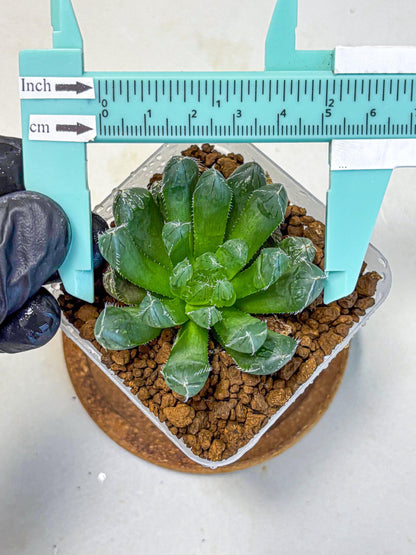 Haworthia Obtusa Hyb (wa11) (16) | Easy Care Indoor Plant