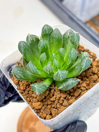 Haworthia Obtusa Hyb (wa11) (16) | Easy Care Indoor Plant