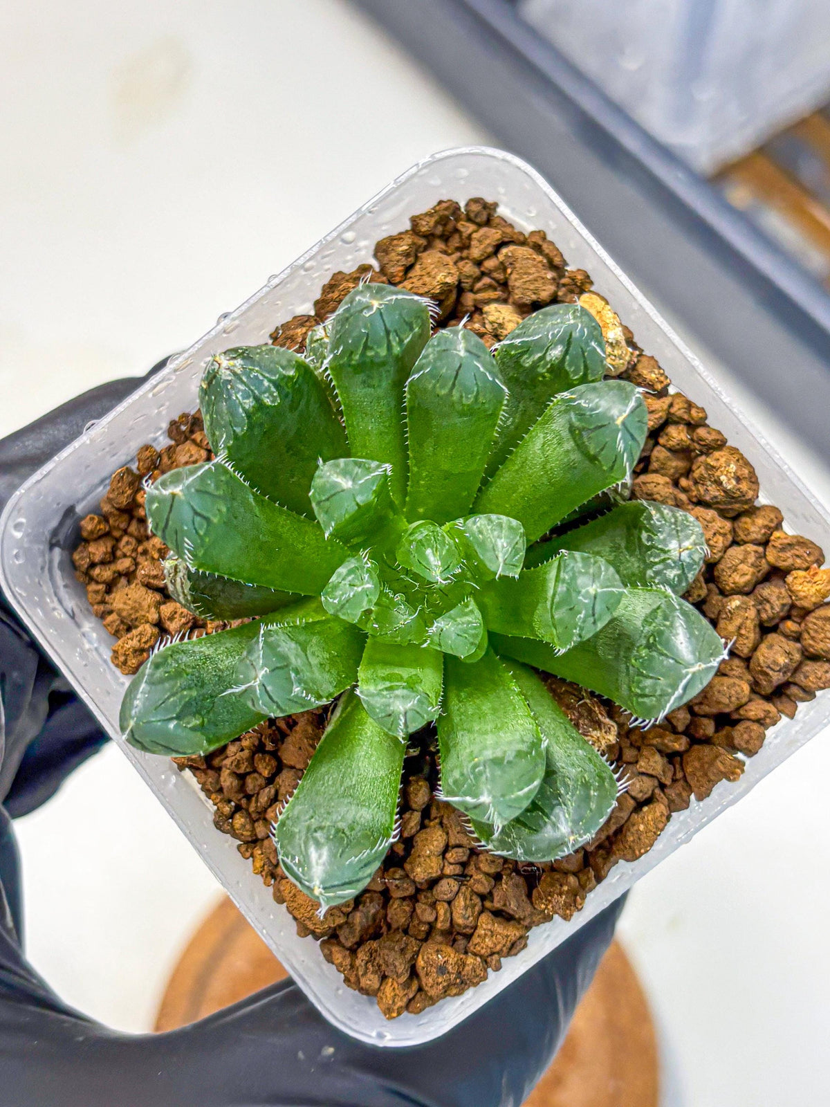Haworthia Obtusa Hyb (wa11) (16) | Easy Care Indoor Plant