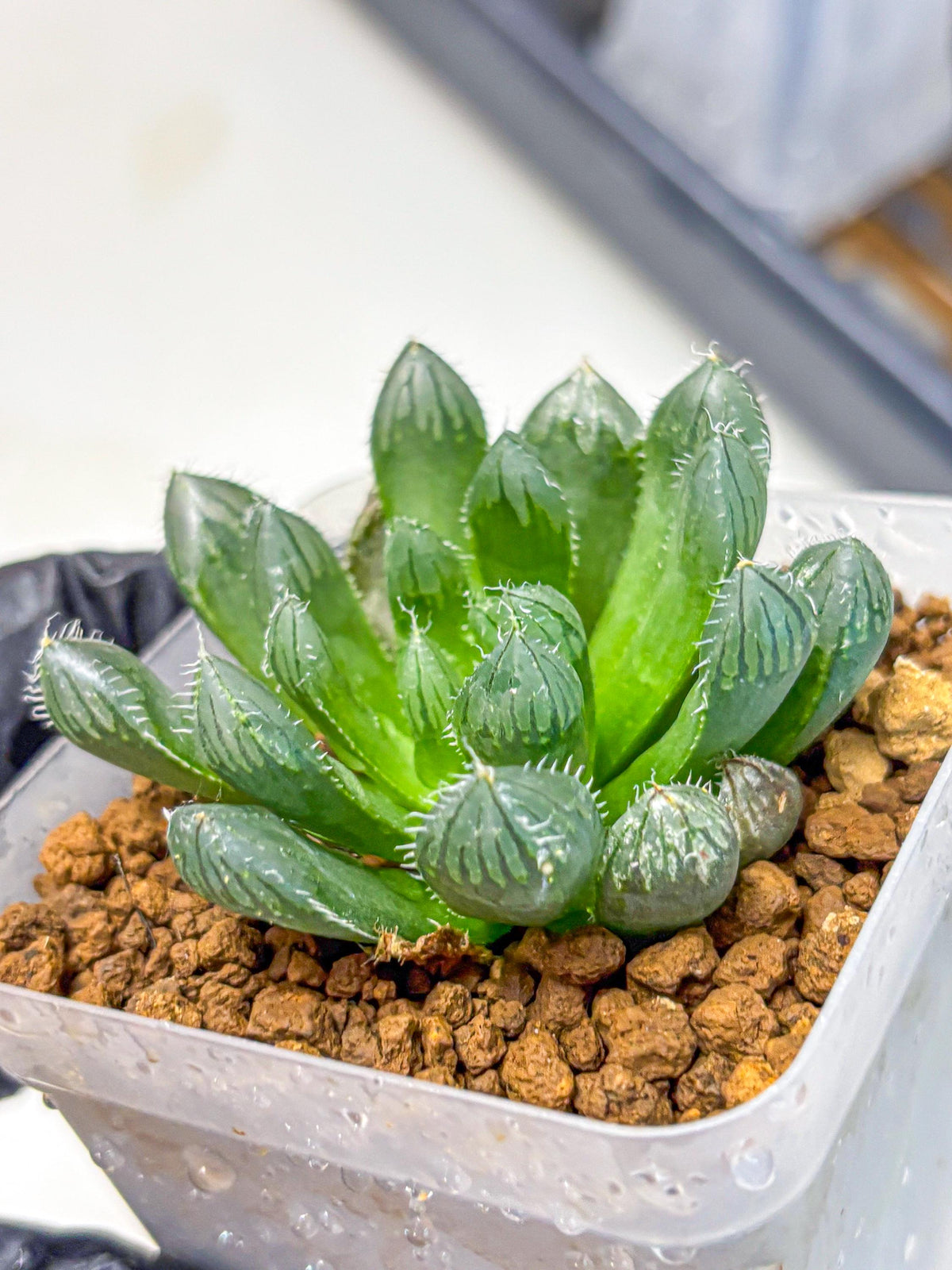 Haworthia Obtusa Hyb (wa11) (16) | Easy Care Indoor Plant