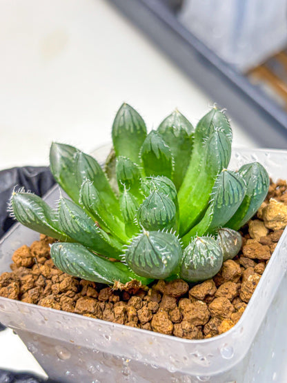 Haworthia Obtusa Hyb (wa11) (16) | Easy Care Indoor Plant