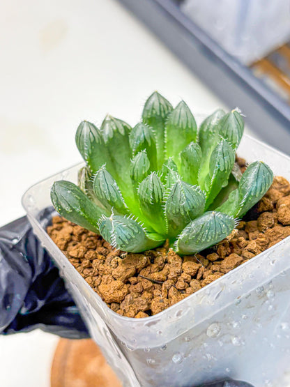 Haworthia Obtusa Hyb (wa11) (16) | Easy Care Indoor Plant