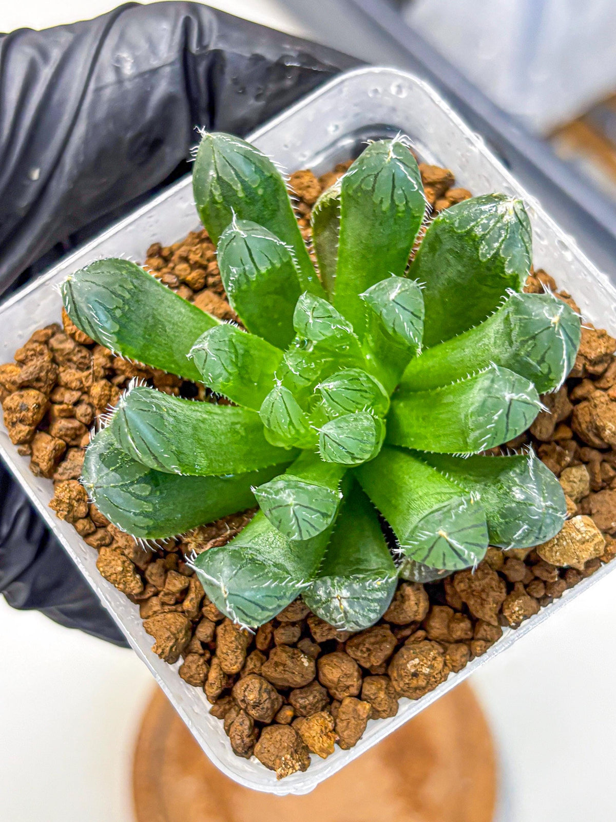 Haworthia Obtusa Hyb (wa11) (16) | Easy Care Indoor Plant