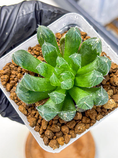 Haworthia Obtusa Hyb (wa11) (16) | Easy Care Indoor Plant