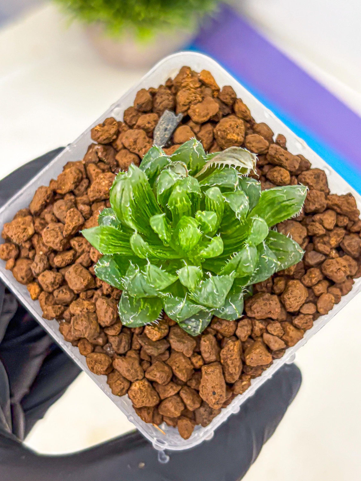 Haworthia Emerald Cloud (wa11) (15) | Easy Care Indoor Plant