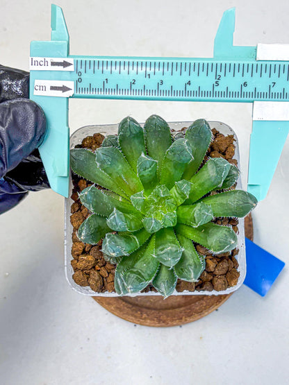 Haworthia Obtusa hyb (wa11) (bb) | Easy Care Indoor Plant