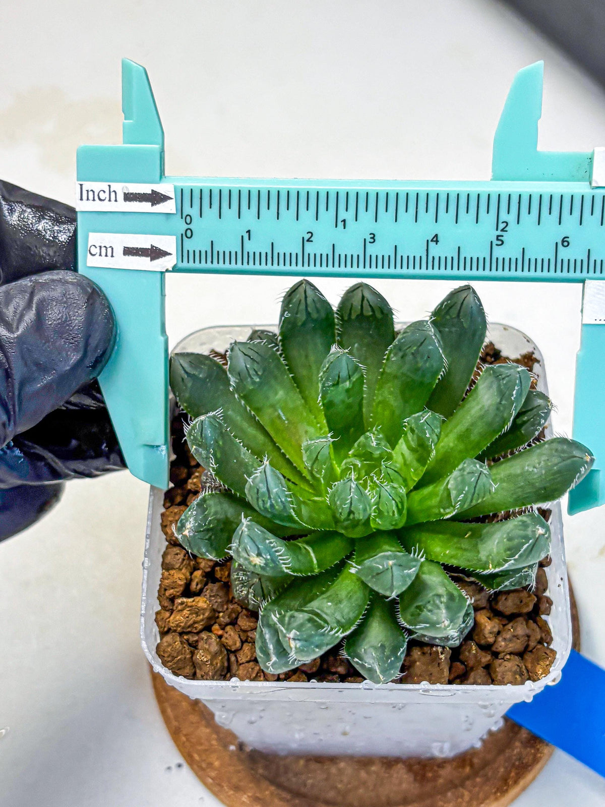 Haworthia Obtusa hyb (wa11) (bb) | Easy Care Indoor Plant