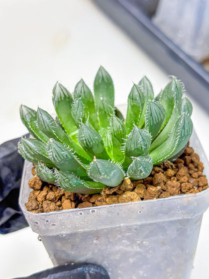 Haworthia Obtusa hyb (wa11) (bb) | Easy Care Indoor Plant