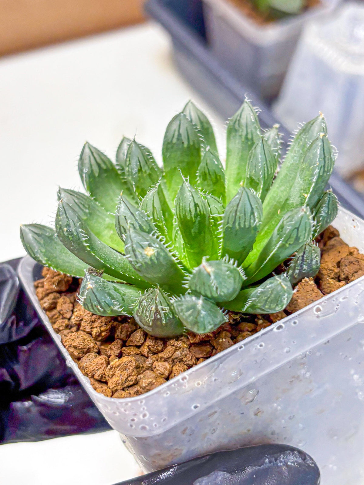 Haworthia Obtusa hyb (wa11) (bb) | Easy Care Indoor Plant