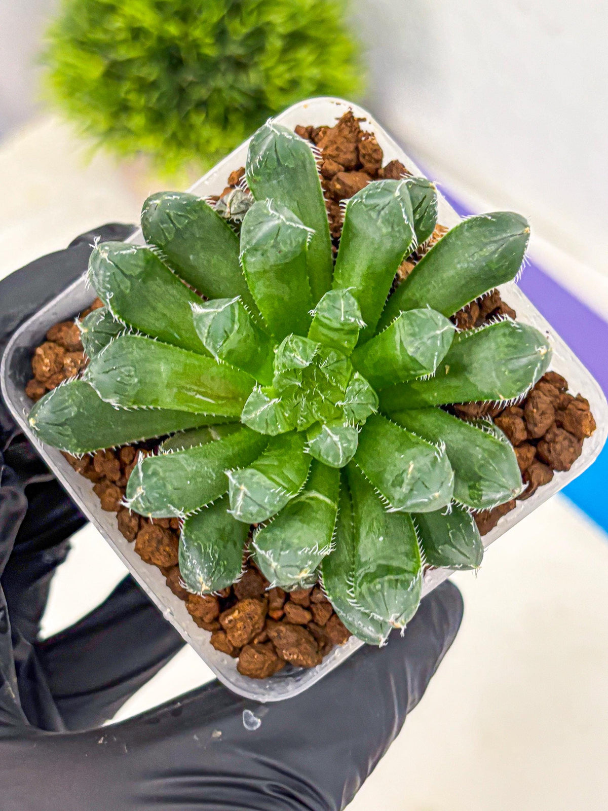 Haworthia Obtusa hyb (wa11) (bb) | Easy Care Indoor Plant