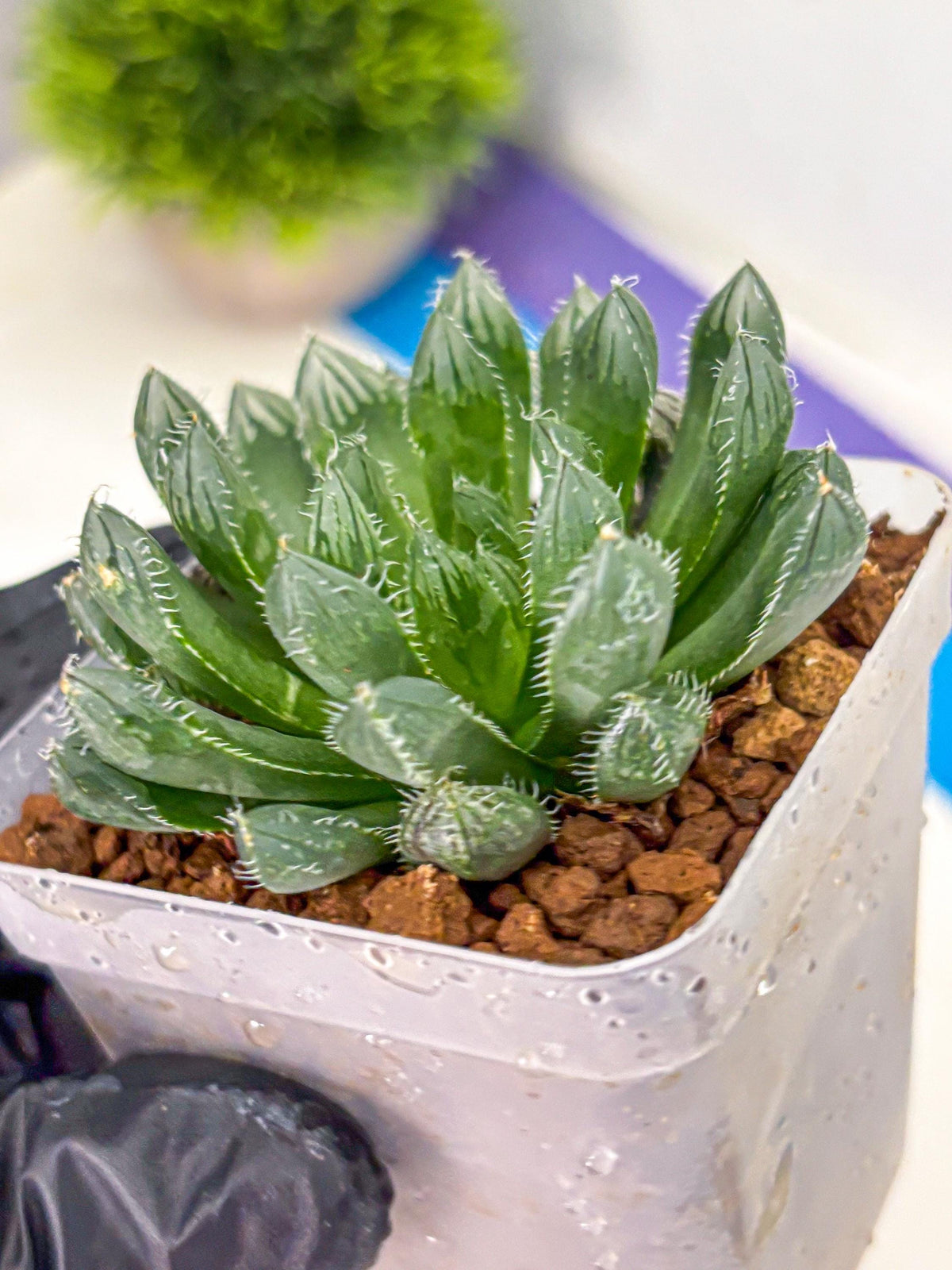 Haworthia Obtusa hyb (wa11) (bb) | Easy Care Indoor Plant