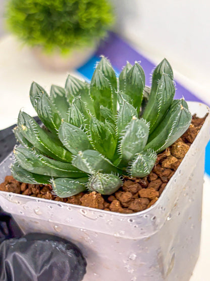 Haworthia Obtusa hyb (wa11) (bb) | Easy Care Indoor Plant