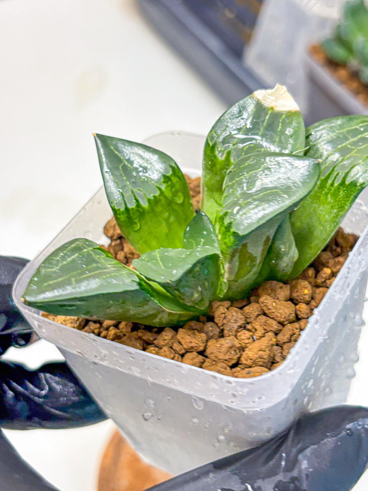 Haworthia Comptoniana ‘Abokyu’ (wa11) (pp) | Easy Care Indoor Plant