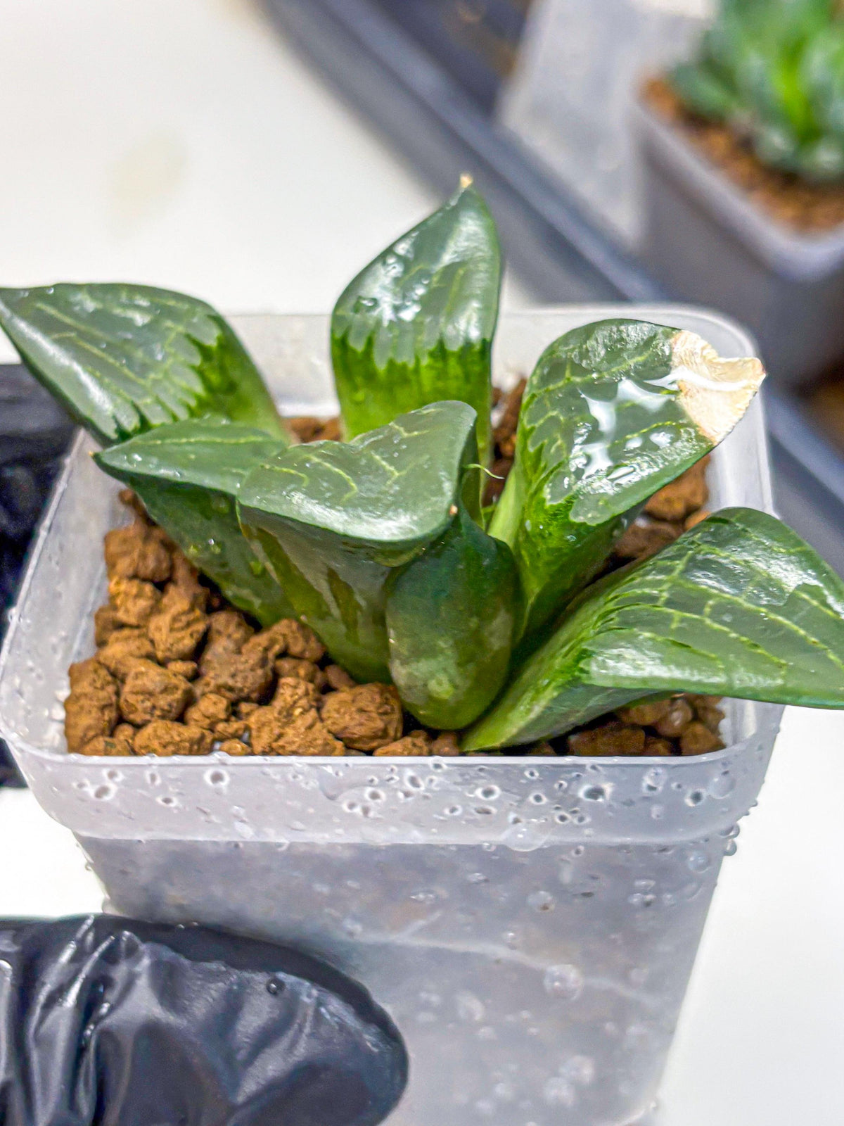 Haworthia Comptoniana ‘Abokyu’ (wa11) (pp) | Easy Care Indoor Plant