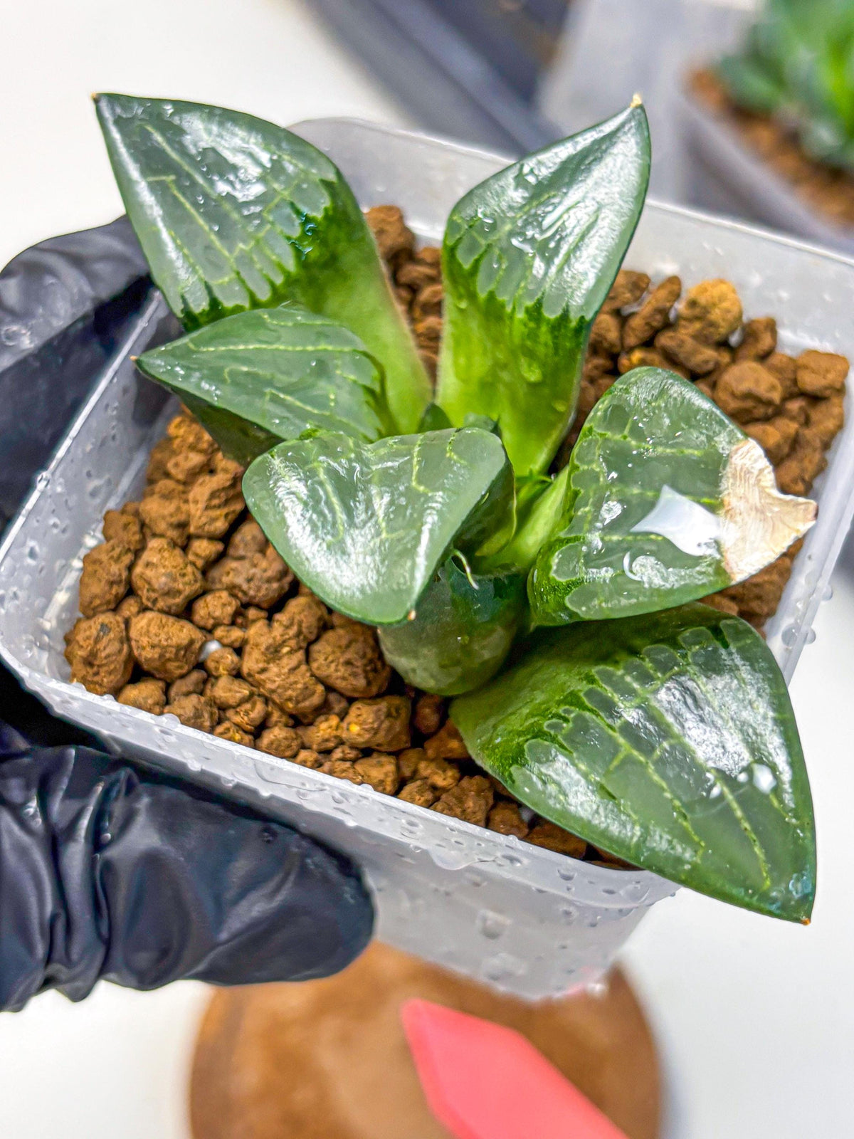Haworthia Comptoniana ‘Abokyu’ (wa11) (pp) | Easy Care Indoor Plant