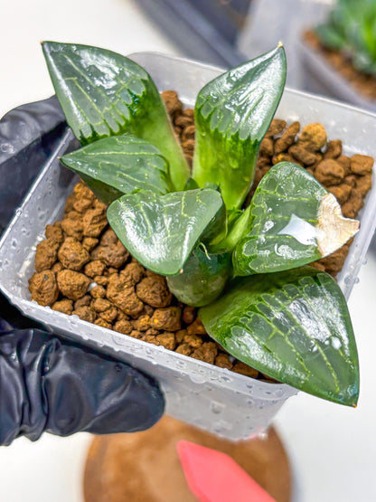 Haworthia Comptoniana ‘Abokyu’ (wa11) (pp) | Easy Care Indoor Plant