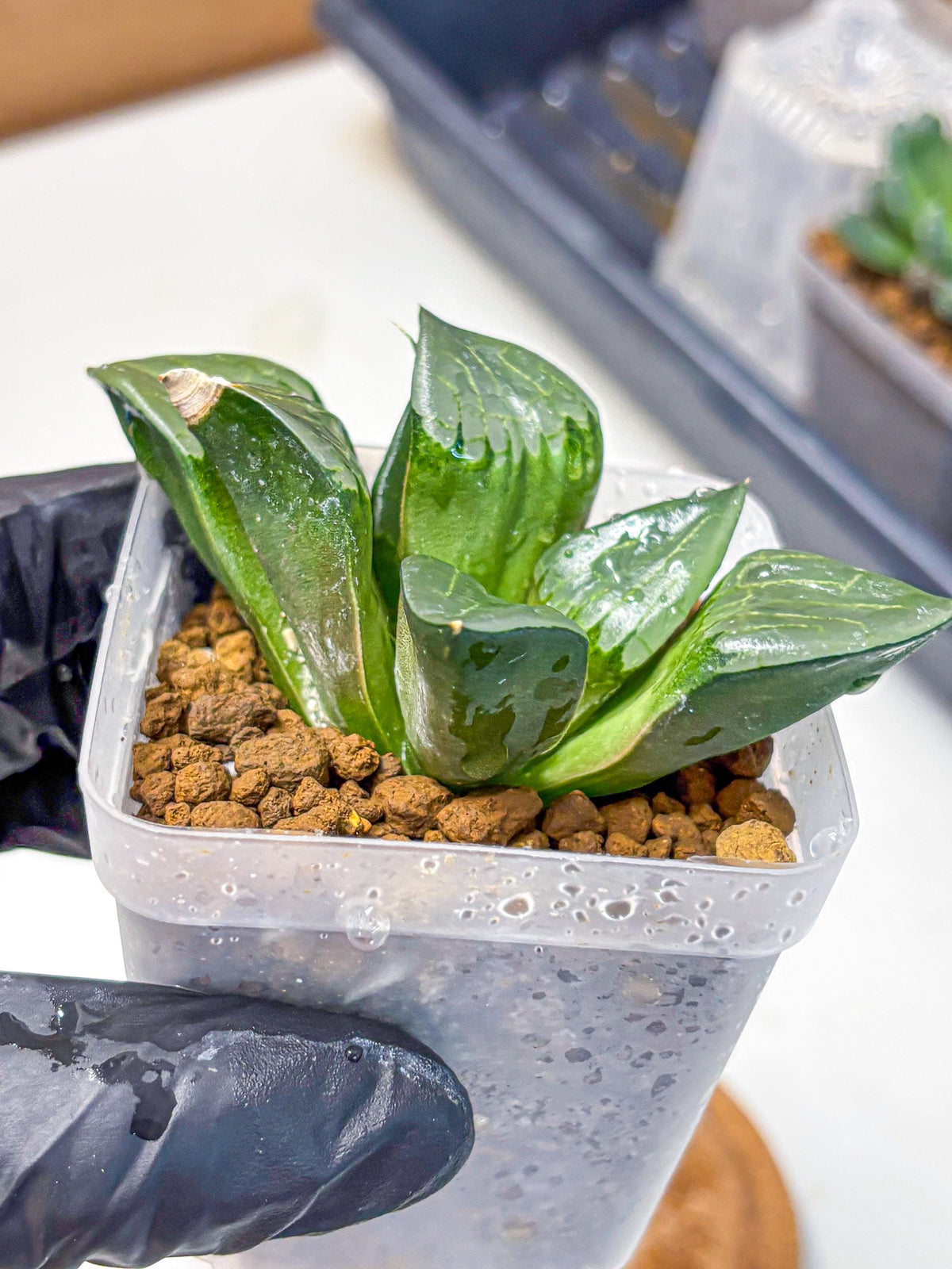 Haworthia Comptoniana ‘Abokyu’ (wa11) (pp) | Easy Care Indoor Plant