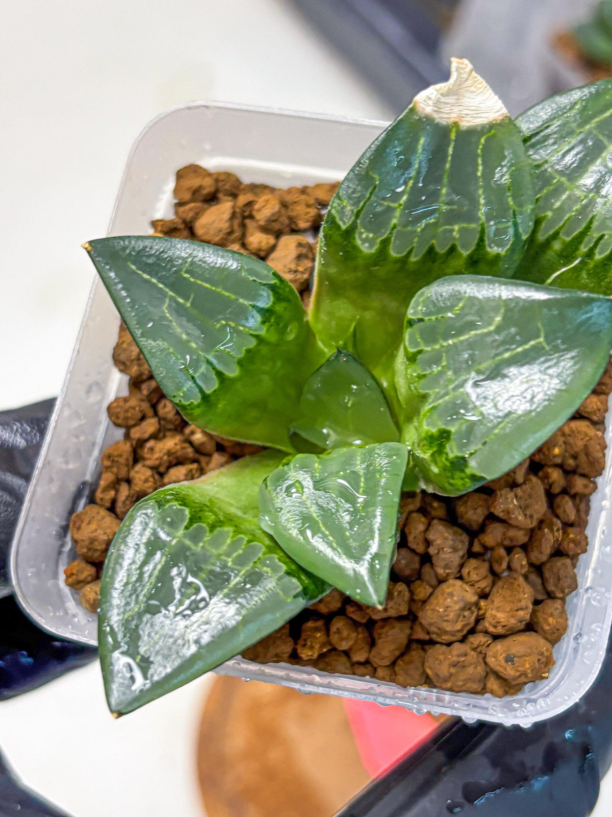 Haworthia Comptoniana ‘Abokyu’ (wa11) (pp) | Easy Care Indoor Plant