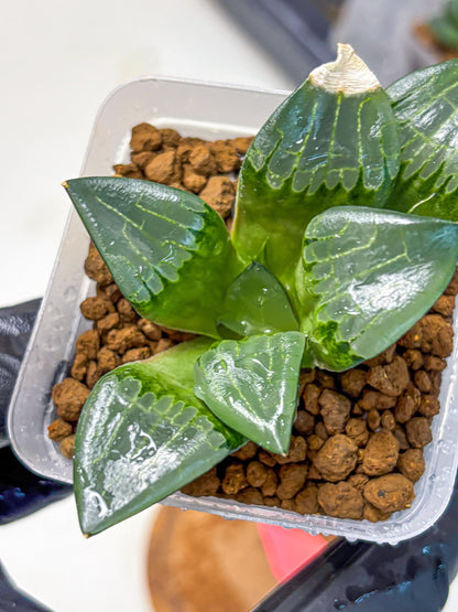 Haworthia Comptoniana ‘Abokyu’ (wa11) (pp) | Easy Care Indoor Plant