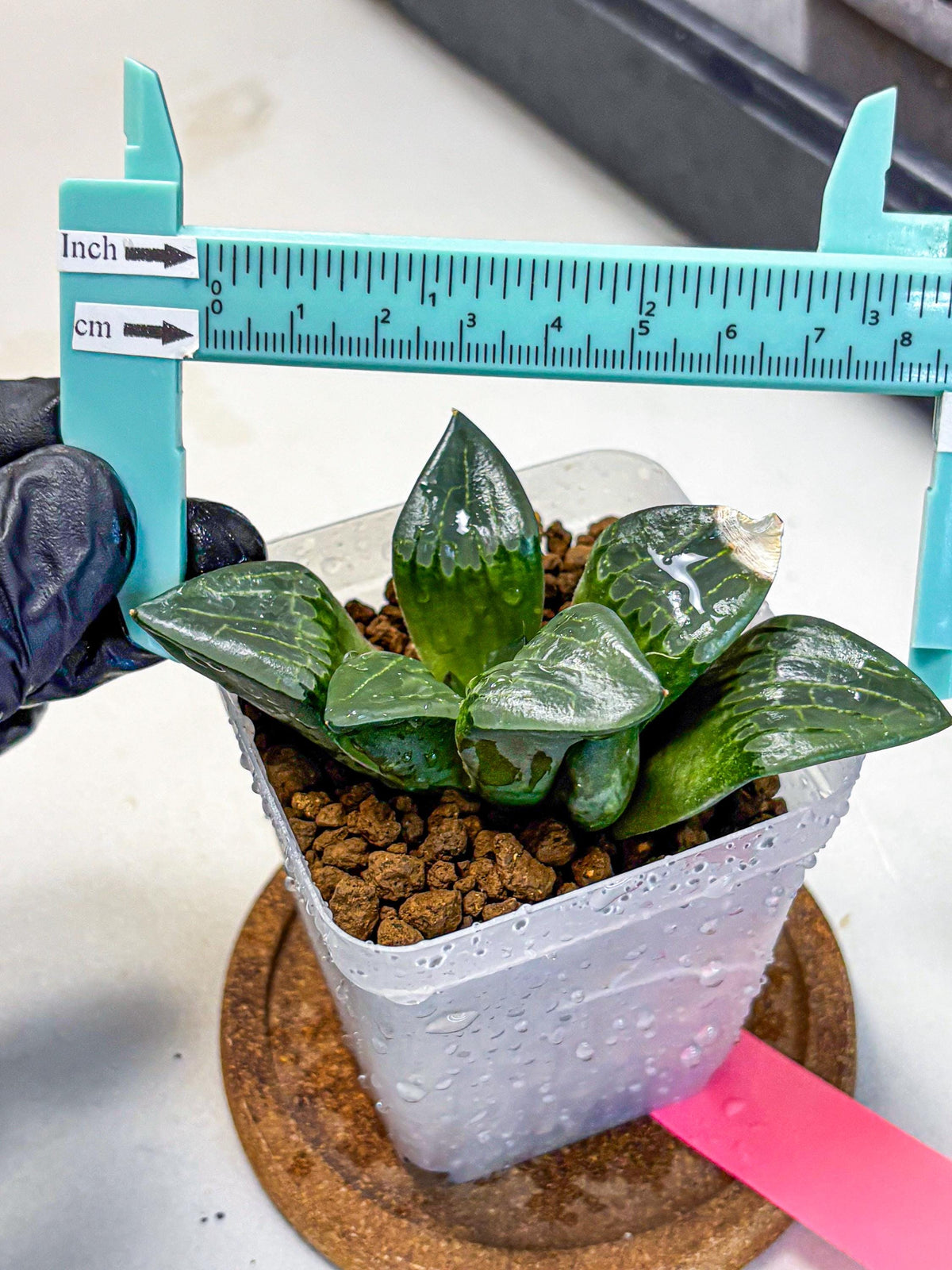 Haworthia Comptoniana ‘Abokyu’ (wa11) (pp) | Easy Care Indoor Plant