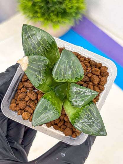 Haworthia Comptoniana ‘Abokyu’ (wa11) (pp) | Easy Care Indoor Plant