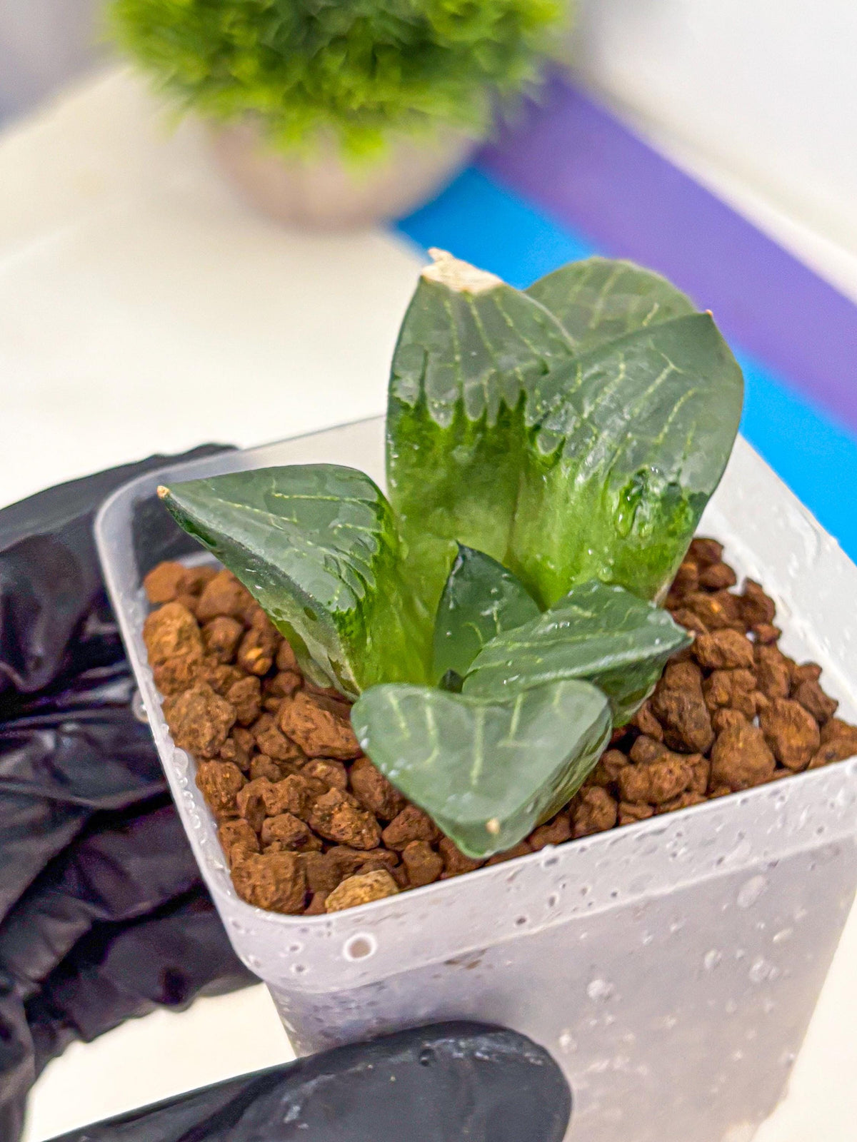 Haworthia Comptoniana ‘Abokyu’ (wa11) (pp) | Easy Care Indoor Plant