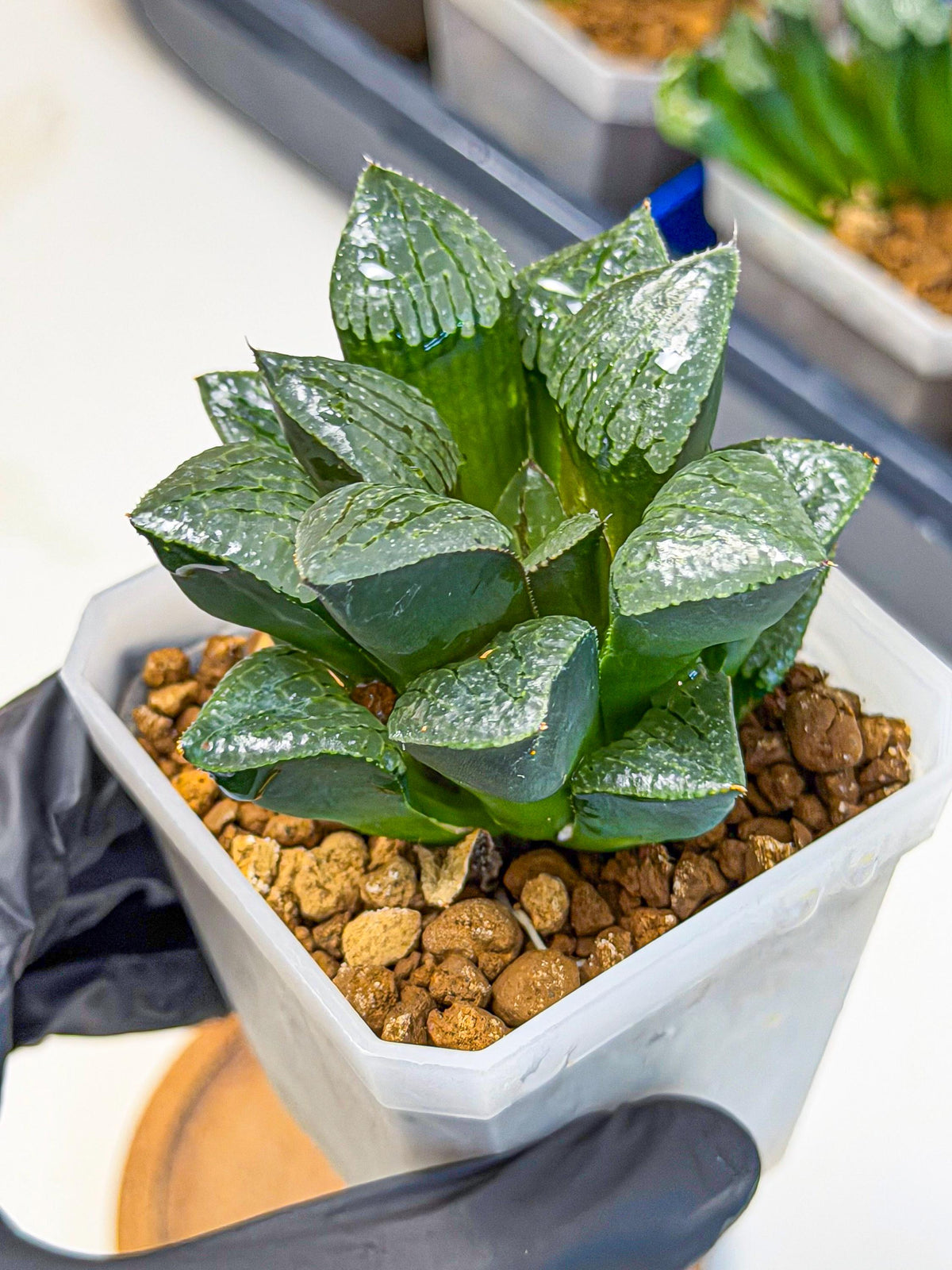 Haworthia Xianggua Dao (wa3) (y4) | Hong Kong Import