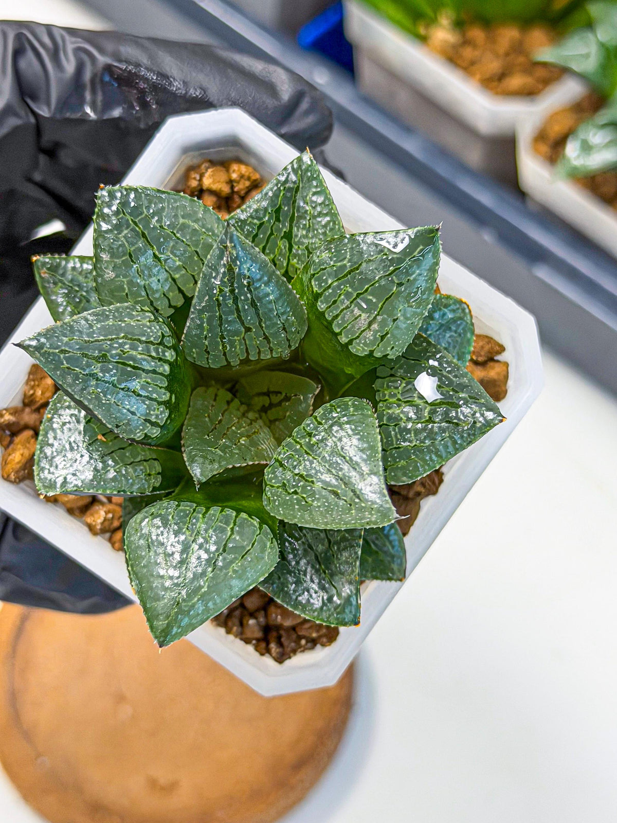 Haworthia Xianggua Dao (wa3) (y4) | Hong Kong Import