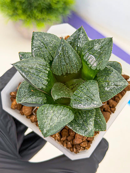 Haworthia Xianggua Dao (wa3) (y4) | Hong Kong Import