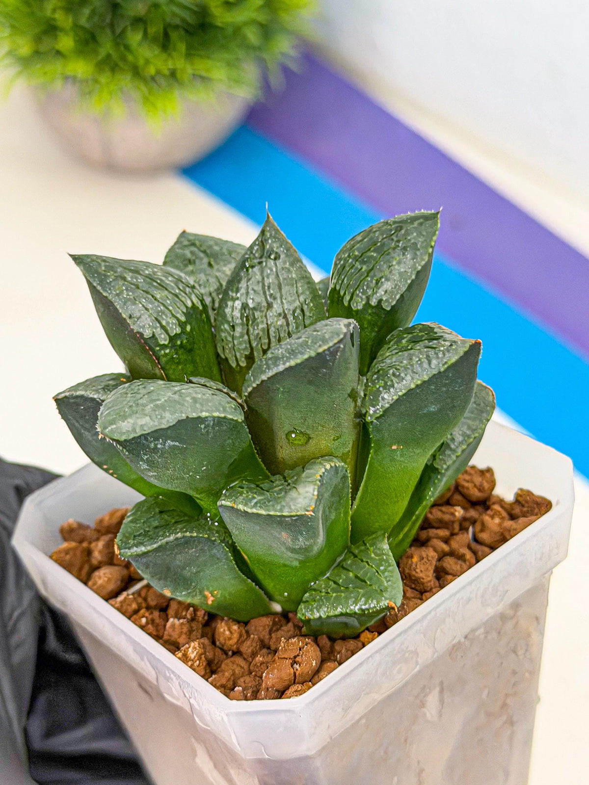 Haworthia Xianggua Dao (wa3) (y4) | Hong Kong Import