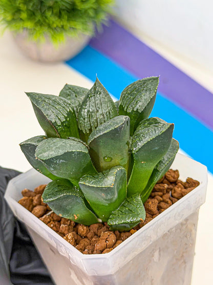 Haworthia Xianggua Dao (wa3) (y4) | Hong Kong Import
