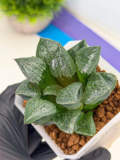 Haworthia Xianggua Dao (wa3) (y4) | Hong Kong Import