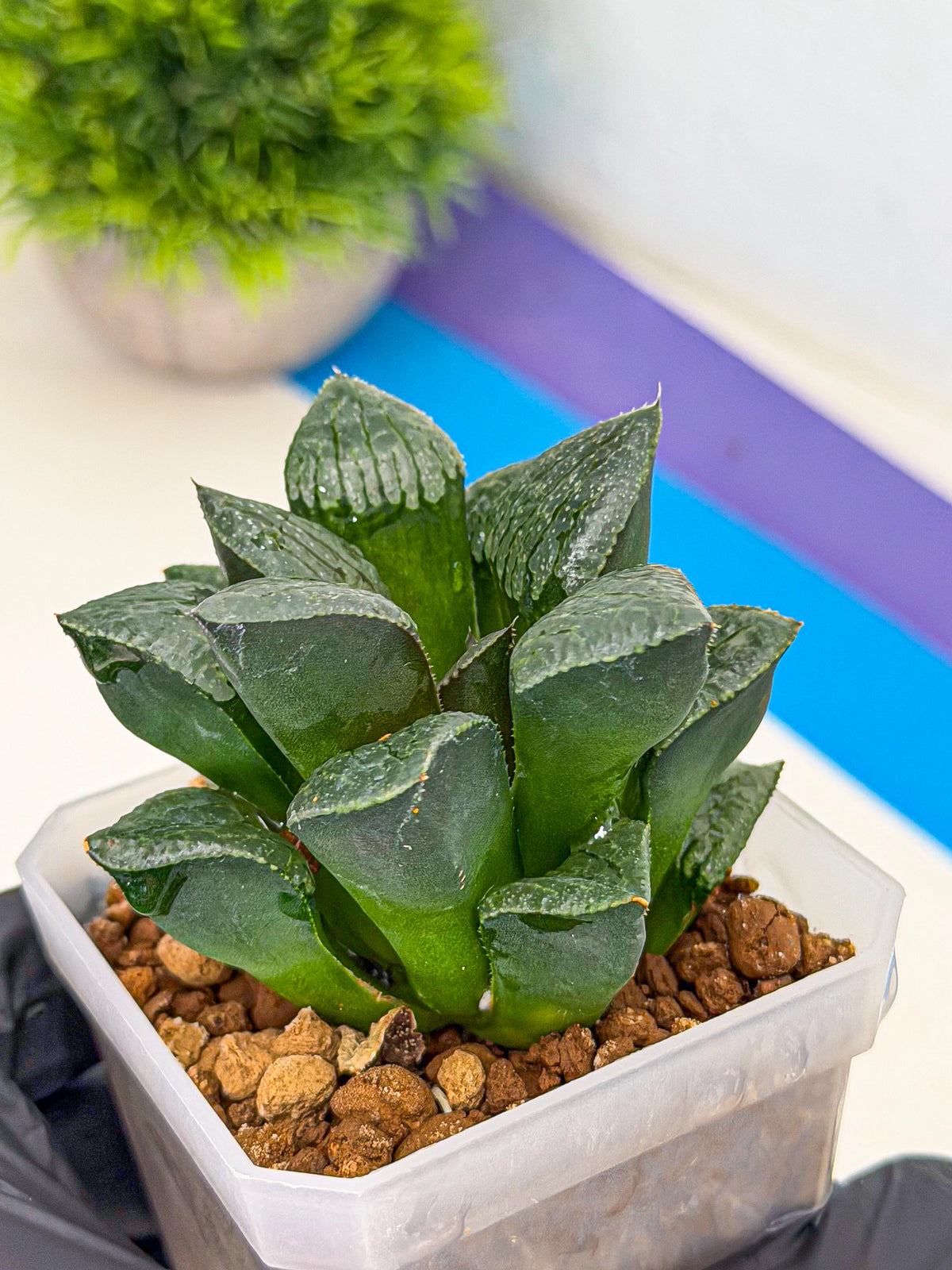 Haworthia Xianggua Dao (wa3) (y4) | Hong Kong Import