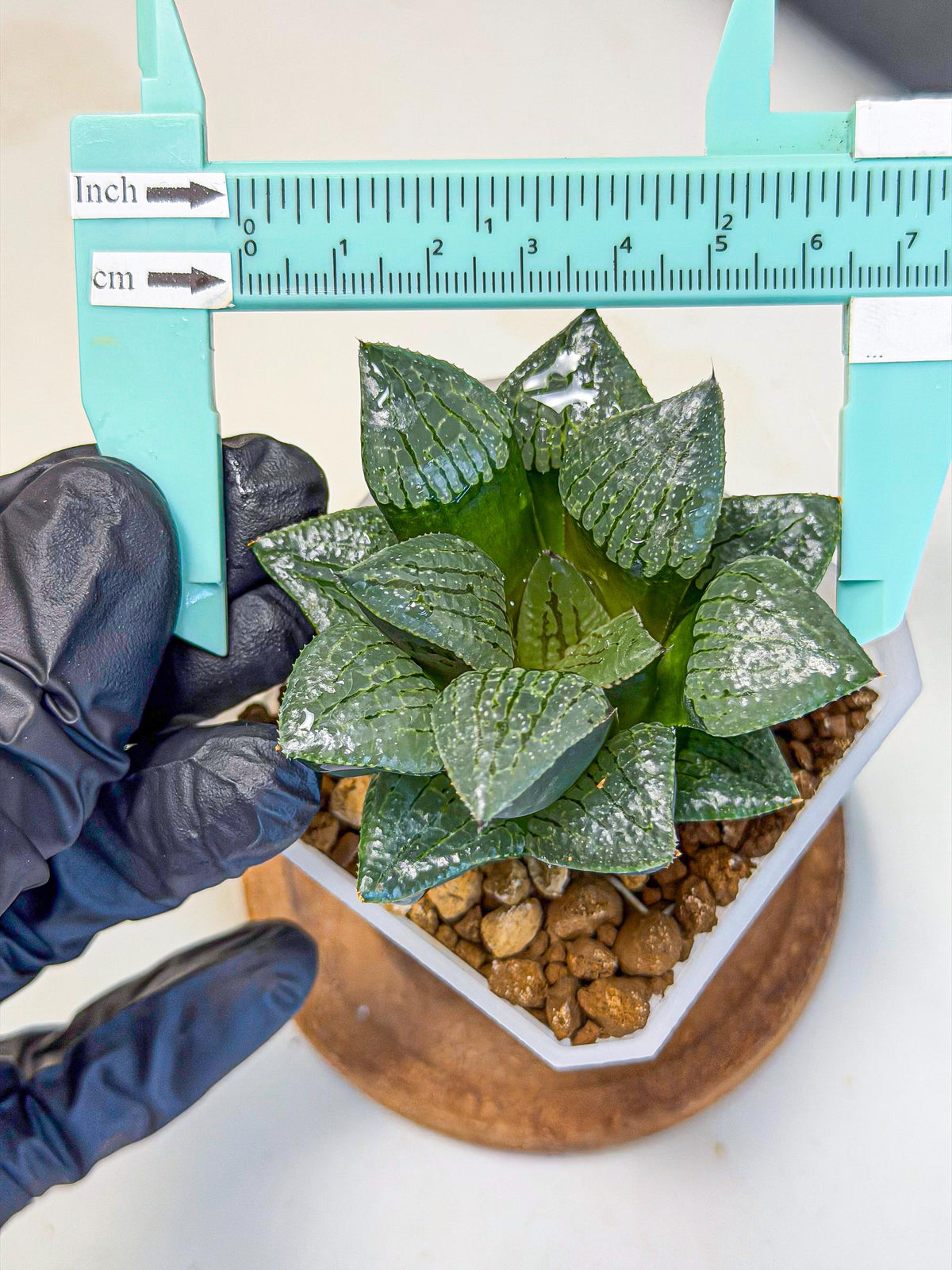 Haworthia Xianggua Dao (wa3) (y4) | Hong Kong Import
