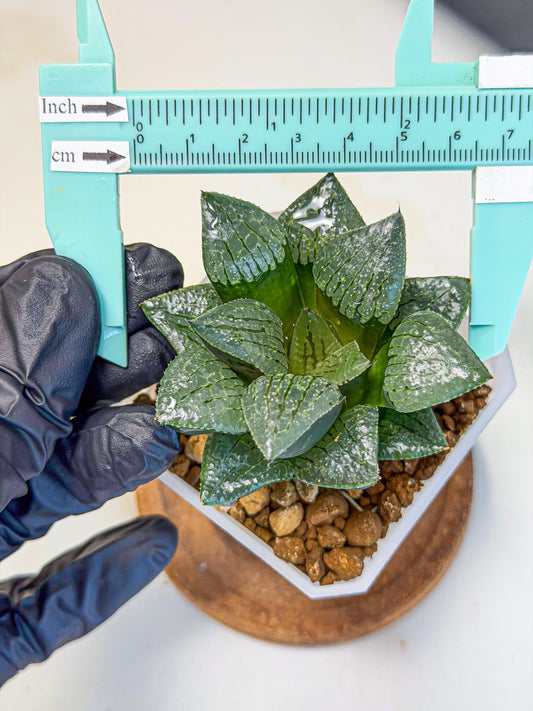 Haworthia Xianggua Dao (wa3) (y4) | Hong Kong Import