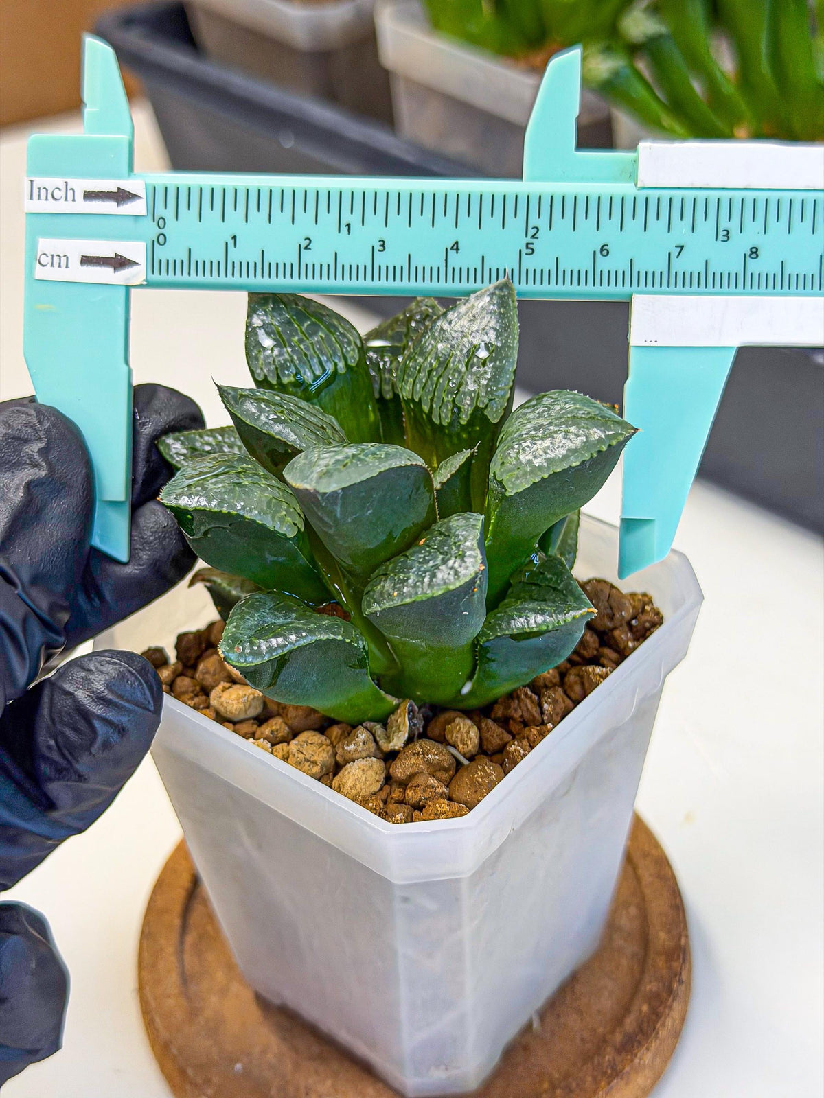 Haworthia Xianggua Dao (wa3) (y4) | Hong Kong Import