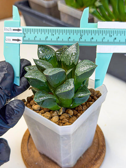 Haworthia Xianggua Dao (wa3) (y4) | Hong Kong Import