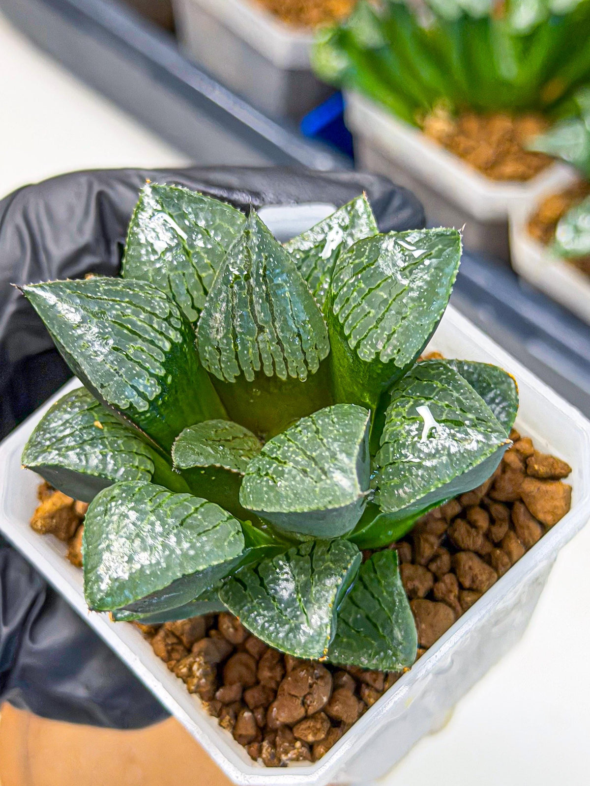 Haworthia Xianggua Dao (wa3) (y4) | Hong Kong Import