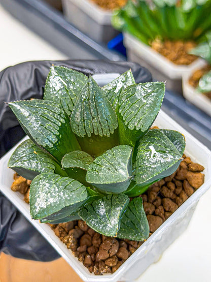 Haworthia Xianggua Dao (wa3) (y4) | Hong Kong Import