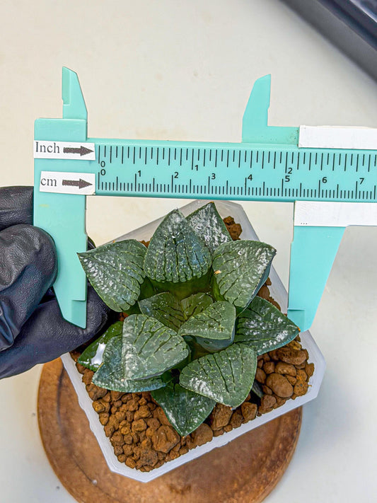 Haworthia Xianggua Dao (wa3) (y6) | Hong Kong Import