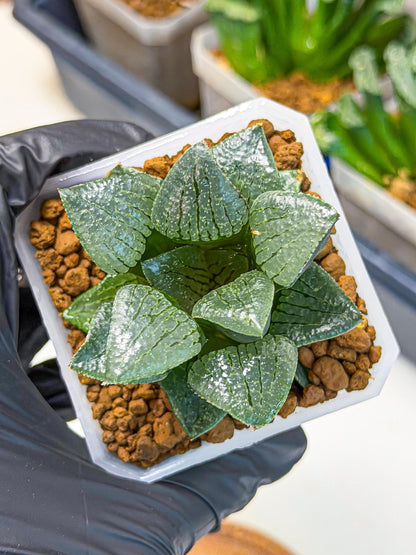 Haworthia Xianggua Dao (wa3) (y6) | Hong Kong Import