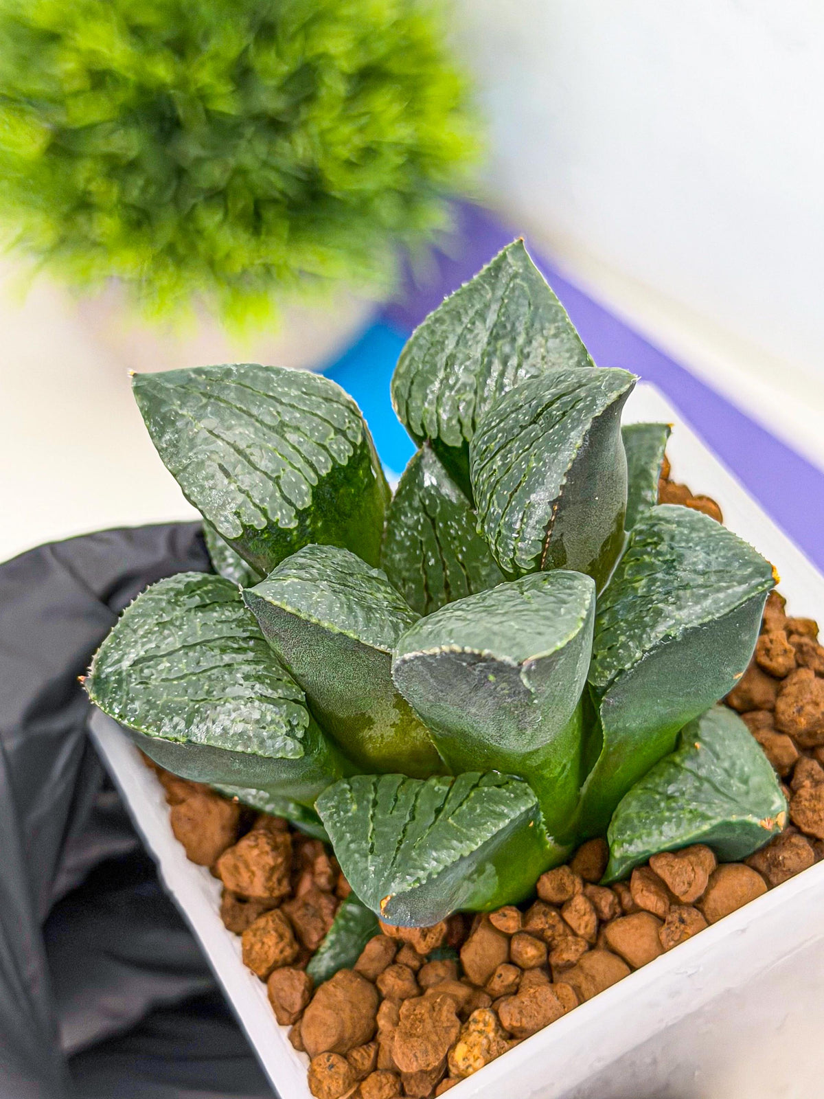 Haworthia Xianggua Dao (wa3) (y6) | Hong Kong Import