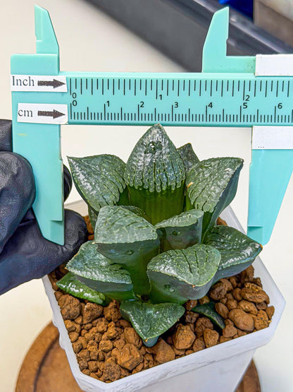 Haworthia Xianggua Dao (wa3) (y6) | Hong Kong Import