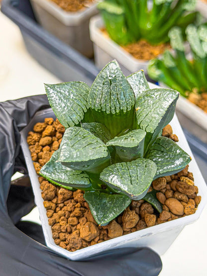 Haworthia Xianggua Dao (wa3) (y6) | Hong Kong Import