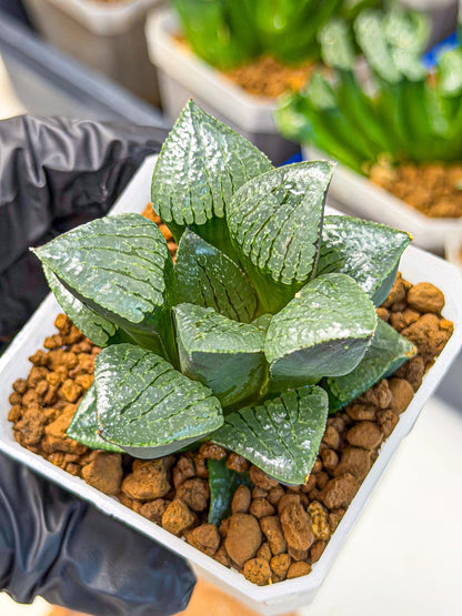 Haworthia Xianggua Dao (wa3) (y6) | Hong Kong Import